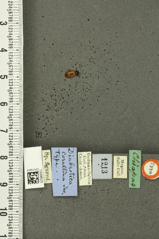 Isotes corallina (Jacoby, 1887) - BMNHE_1339625_22702