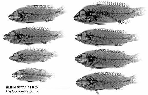 Haplochromis stormsi - BMNH 1977.1.11.5-24, Haplochromis stormsi, Radiograph