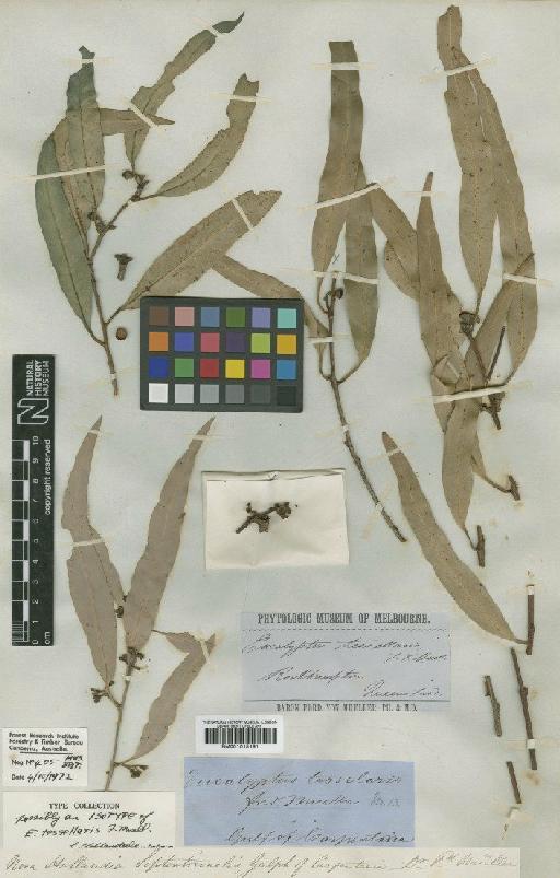 Eucalyptus tessellaris F.Muell. - BM001015191