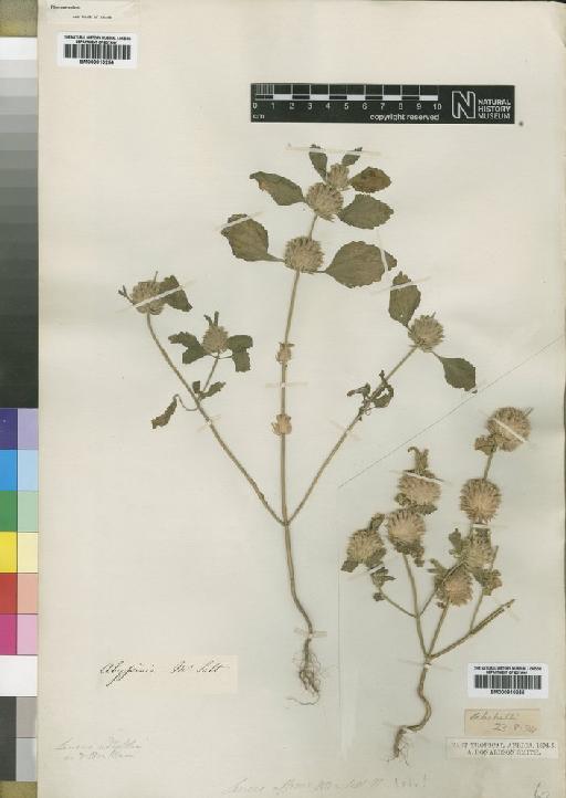 Leucas urticifolia (Vahl) R.Br. - BM000910254