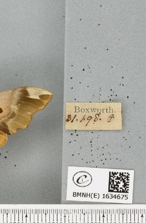 Mimas tiliae (Linnaeus, 1758) - BMNHE_1634675_label_204999