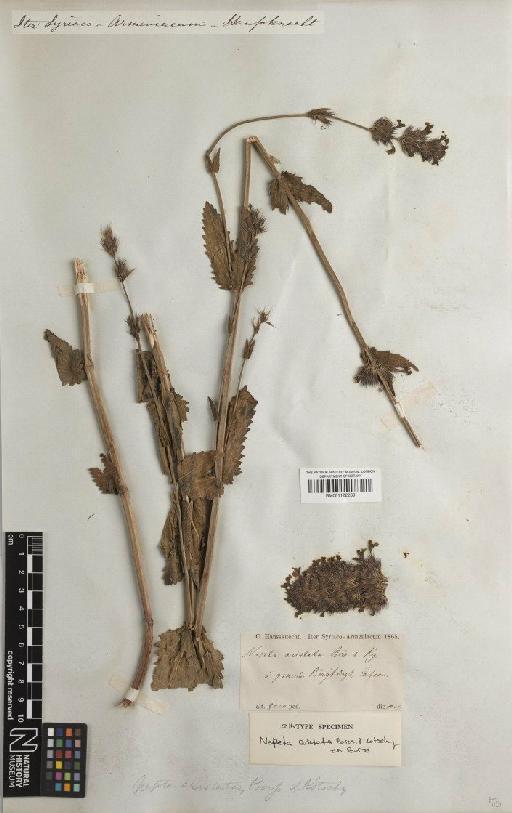 Nepeta aristata Kotschy ex Boiss. - BM001122269