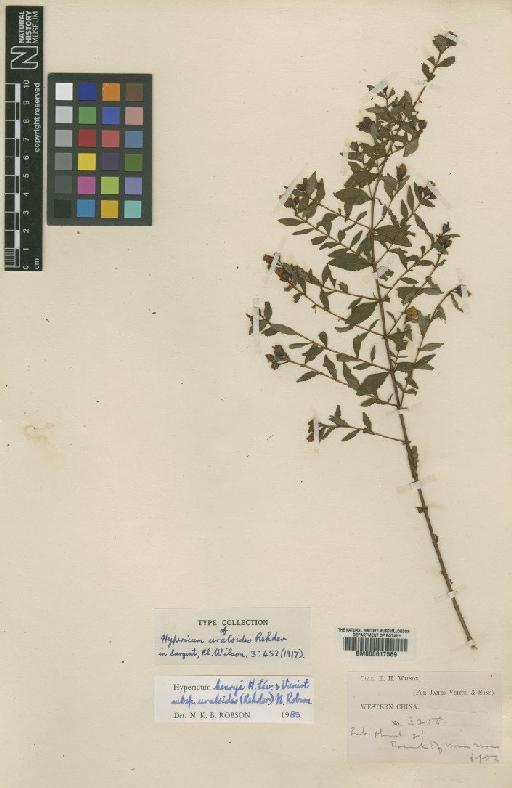 Hypericum henryi subsp. uraloides (Rehder) N.Robson - BM000617569