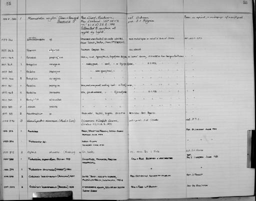 Maoridotea naylori Jones & Fenwick - Zoology Accessions Register: Crustacea: 1976 - 1984: page 55