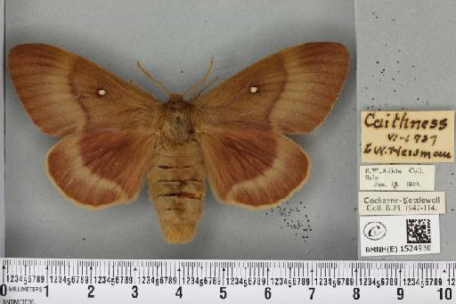 Lasiocampa quercus quercus ab. olivacea Tutt, 1902 - BMNHE_1524930_193798
