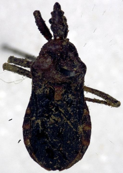 Physoderes trusana Miller, N.C.E., 1940 - Physoderes trusana-BMNH(E)1706490-Holotype female dorsal UCR_ENT 00018515