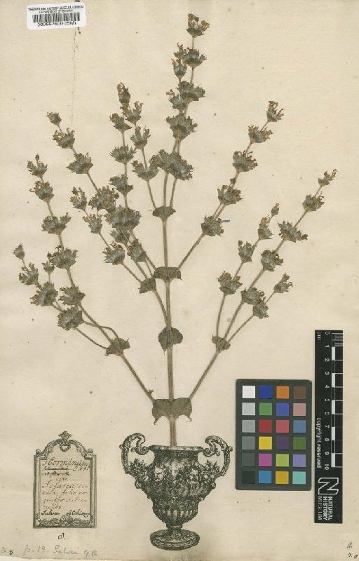 Salvia aethiopis L. - BM000557600