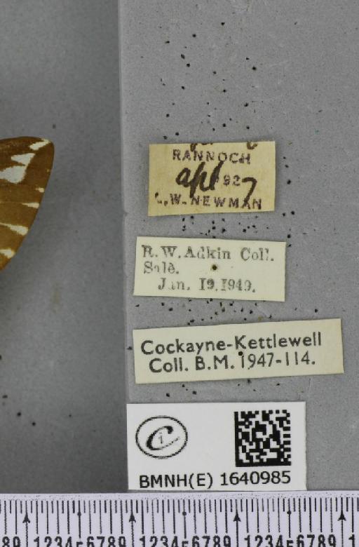 Endromis versicolora (Linnaeus, 1758) - BMNHE_1640985_label_203022