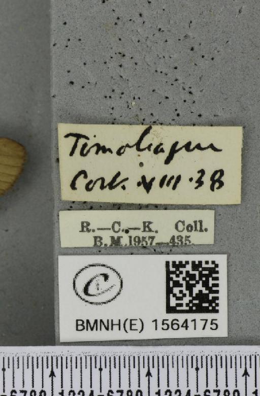 Lithosia quadra (Linnaeus, 1758) - BMNHE_1564175_label_285609