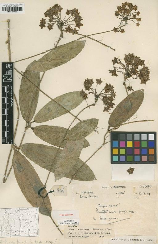 Hoya bhutanica Grierson & D.G.Long - BM001014258