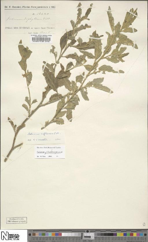 Solanum pseudocapsicum L. - BM000087539