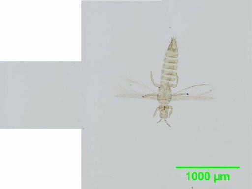 Thrips tabaci Lindeman, 1889 - 010154774__2015_12_01