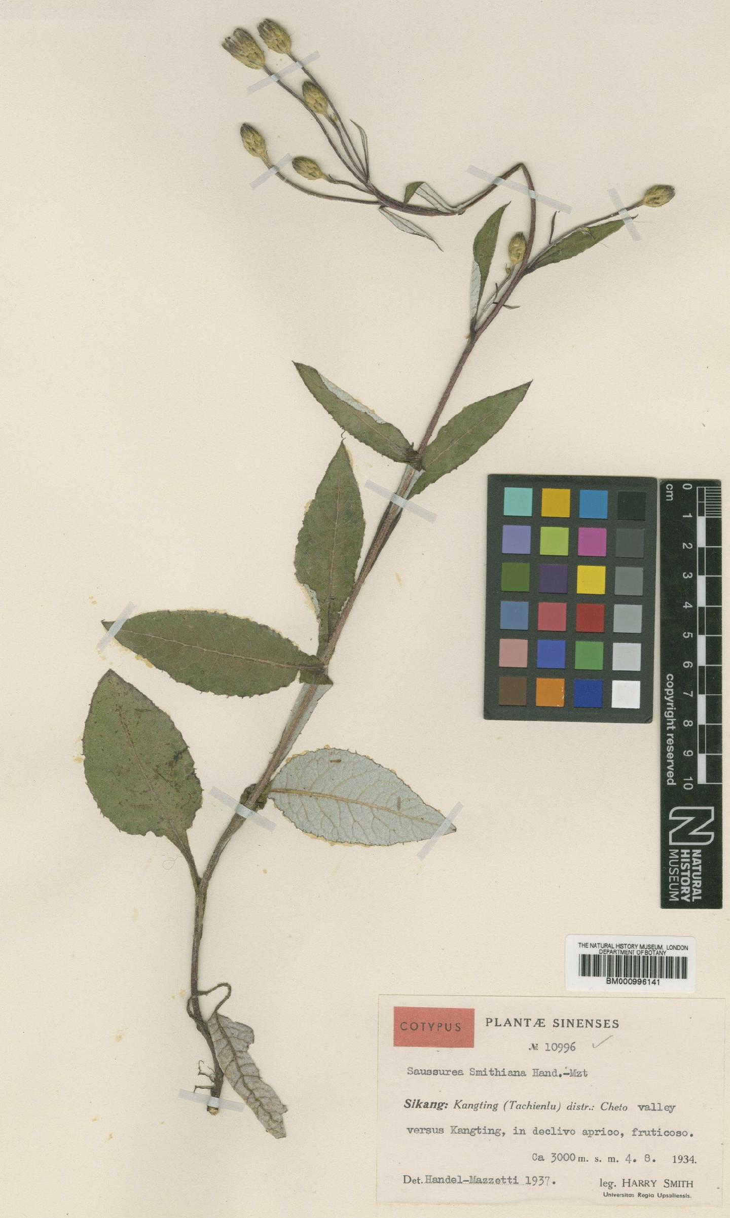 To NHMUK collection (Saussurea smithiana Hand.-Mazz.; Type; NHMUK:ecatalogue:479421)
