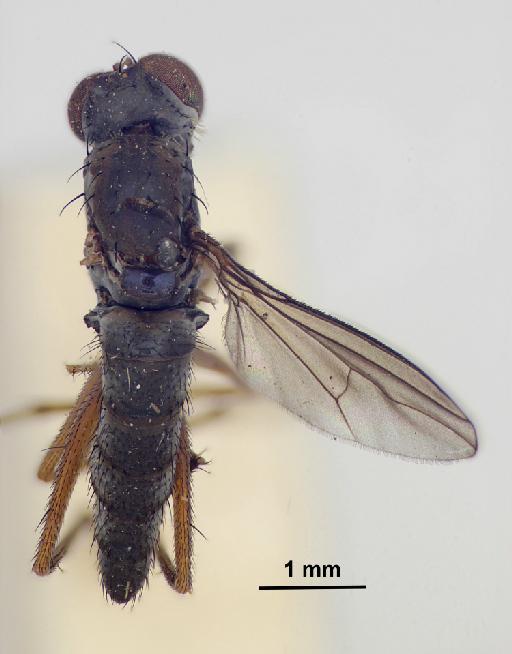 Thinophilus ciliatus Parent, 1935 - Thinophilus_ciliatus-010627787-dorsal_habitus_B-20_0x - scale