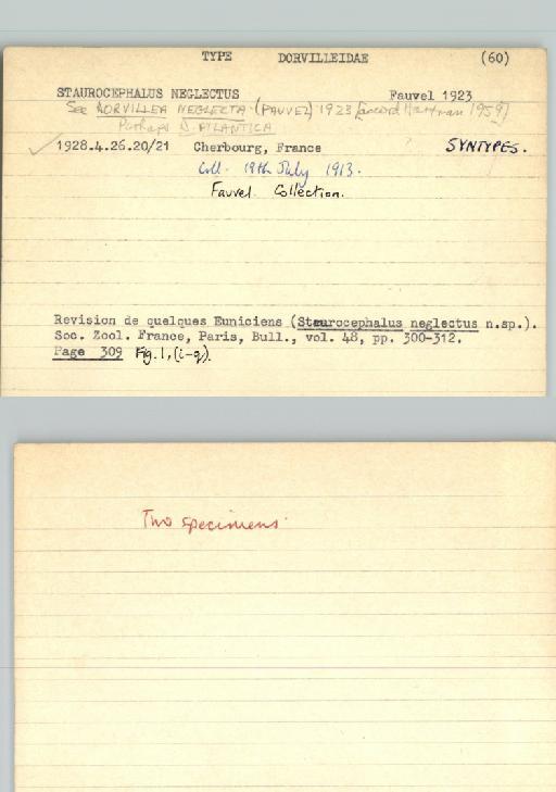 Dorvillea neglecta (Fauvel, 1923) - Poychaeta_Type_1482-combined