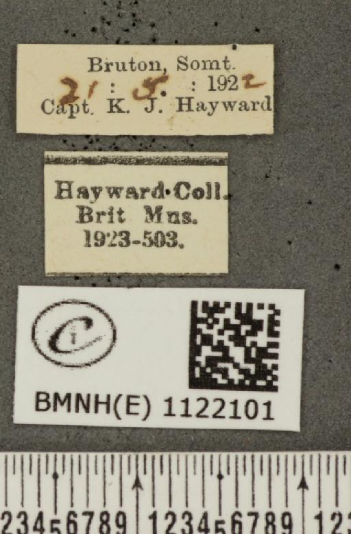 Pyrgus malvae (Linnaeus, 1758) - BMNHE_1122101_label_76928