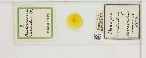 Austromenopon circinatum Piaget, 1890 - 010711083_816380_1428298