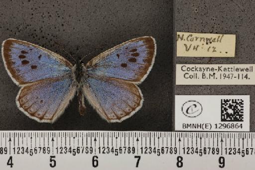 Maculinea arion eutyphron (Fruhstorfer, 1915) - BMNHE_1296864_134192