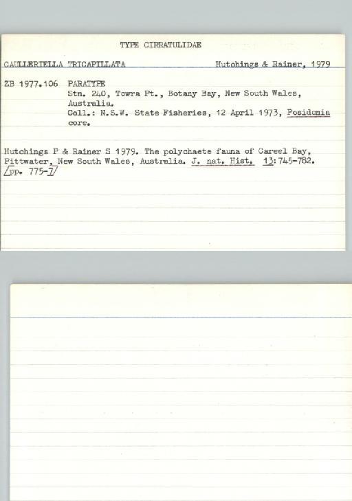 Caulleriella tricapillata Hutchings and  Rainer, 1979 - Poychaeta_Type_0165-combined