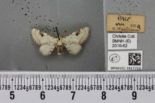 Eupithecia centaureata (Denis & Schiffermüller, 1775) - BMNHE_1817715_388443