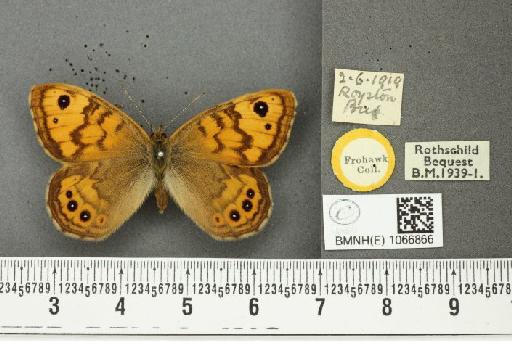 Lasiommata megera (Linnaeus, 1767) - BMNHE_1066866_28525