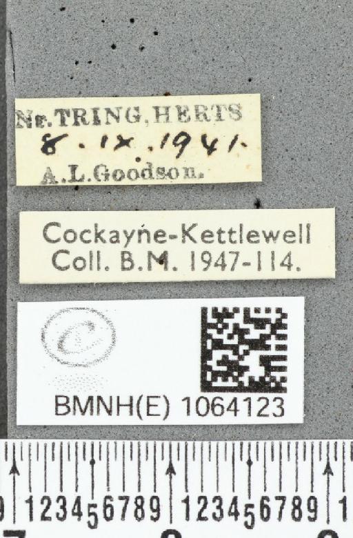 Coenonympha pamphilus ab. partimtransformis Leeds, 1950 - BMNHE_1064123_label_25287