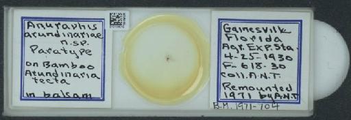 Rhopalosiphum arundinariae Tissot, 1933 - 010100010_112767_1095914