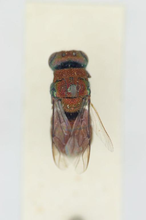 Chrysis viridior Edney, 1952 - Chrysis_viridior-BMNH(E)#970980_type-dorsal_habitus