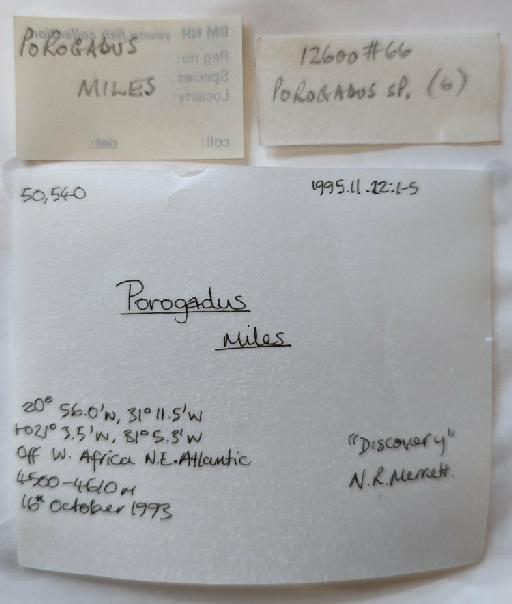 Porogadus mendax Schwarzhans & Møller, 2021 - 1995.11.22.1-5, label
