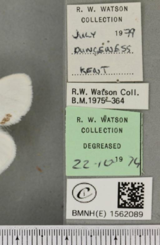 Euproctis similis (Fuessly, 1775) - BMNHE_1562089_label_254125