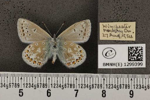 Polyommatus icarus icarus ab. obsoleta Gillmer, 1908 - BMNHE_1299399_150301