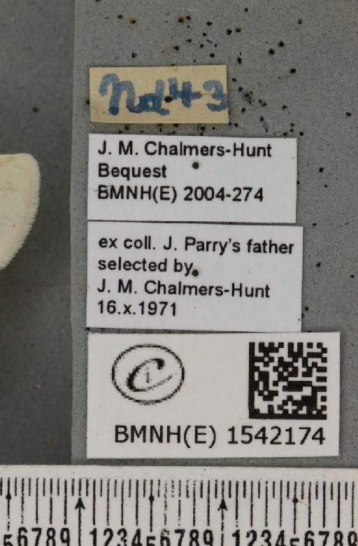 Leucodonta bicoloria (Denis & Schiffermüller, 1775) - BMNHE_1542174_label_282511