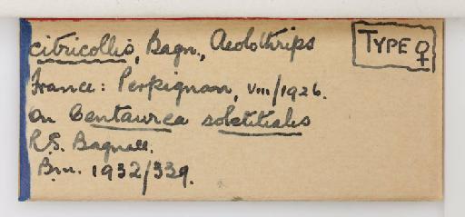 Aeolothrips citricollis Bagnall, 1934 - 013567324_additional