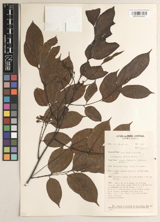 Pterocarpus indicus f. indicus - BM013406648