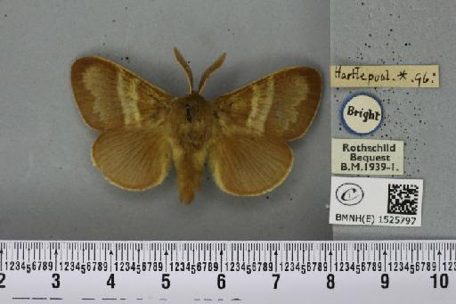 Macrothylacia rubi ab. pallida-approximata Tutt, 1902 - BMNHE_1525797_196423