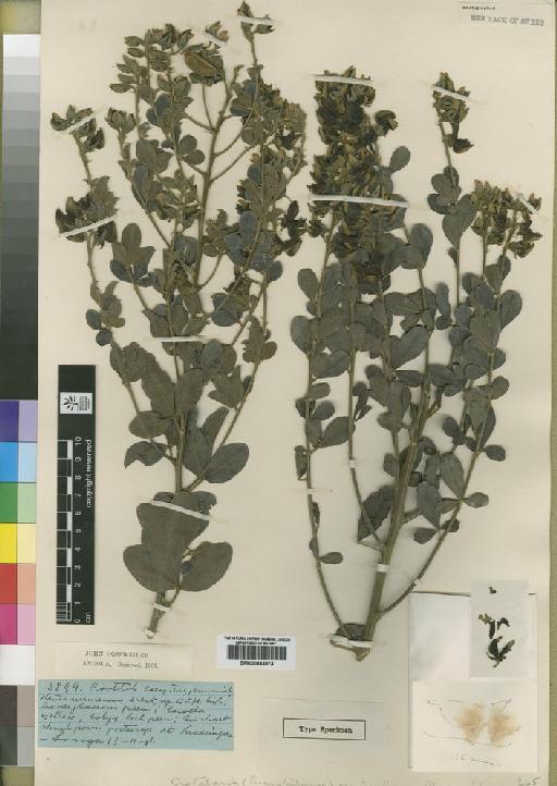 Crotalaria griseofusca Baker f. - BM000843574