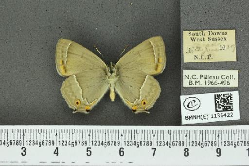 Neozephyrus quercus ab. aurantia-excessa Tutt, 1907 - BMNHE_1136422_94253
