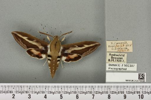 Hyles gallii ab. lata Tutt, 1904 - NHMUK_010476932_534562