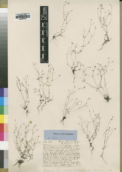 Oldenlandia rosulata Schum - BM000902955
