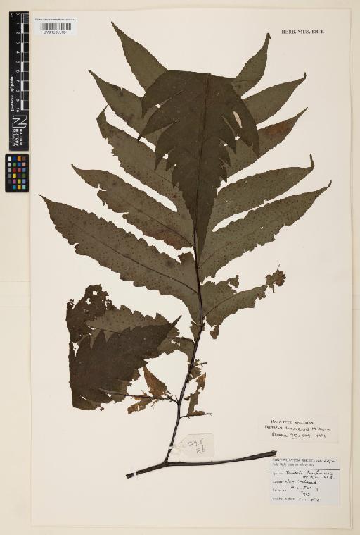 Tectaria danfuensis Holttum - 013859381
