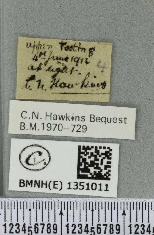 Korscheltellus lupulina (Linnaeus, 1758) - BMNHE_1351011_label_186403