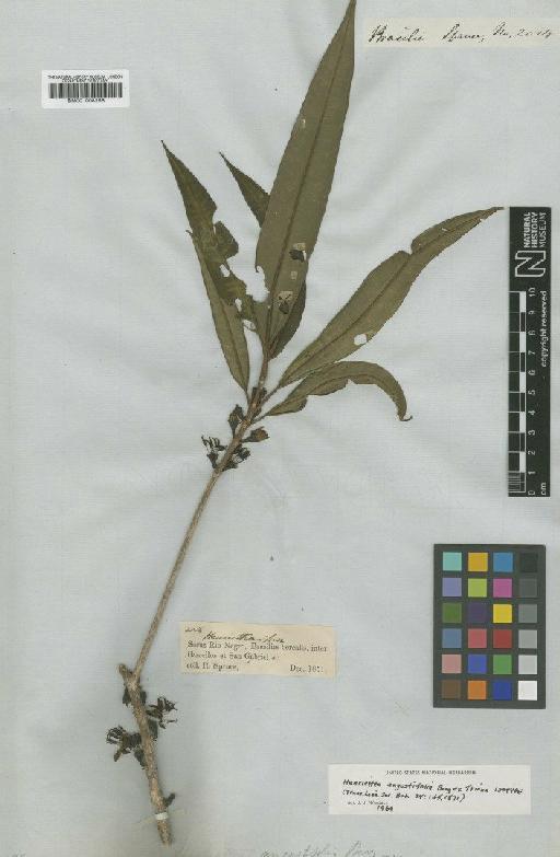 Henriettea angustifolia Berg - BM001008256