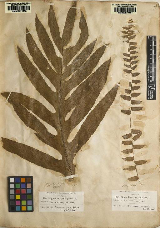Polypodium quercifolium L. - BM000621366