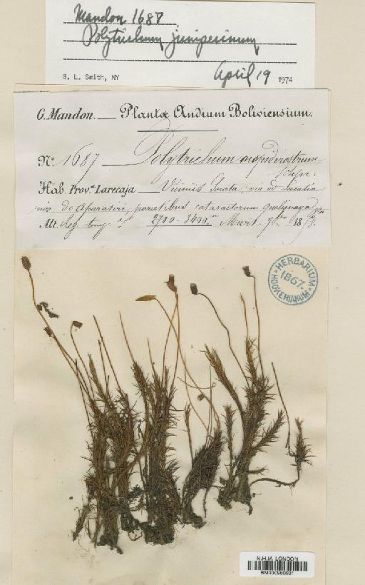 Polytrichum juniperinum Hedw. - BM000960631