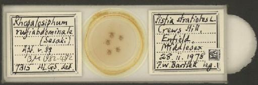 Rhopalosiphum rufiabdominalis Sasaki, 1899 - 010106692_112780_1095924