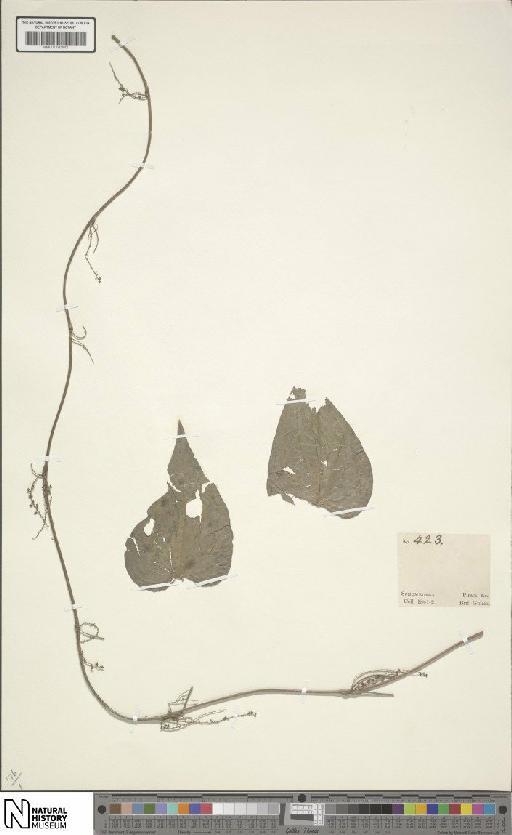 Dioscorea L. - BM001190442