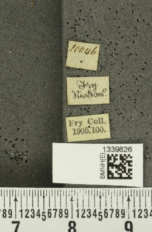 Anisobrotica notaticollis (Baly, 1889) - BMNHE_1339826_label_22413