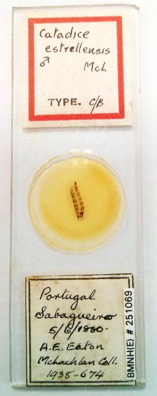 Drusus estrellensis (McLachlan, 1884) - BMNHE_251069-Drusus_estrellensis_slide