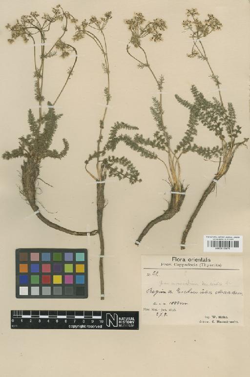 Grammosciadium daucoides DC. - BM001125678