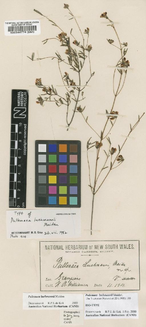 Pultenaea luehmannii Maiden - BM000544774